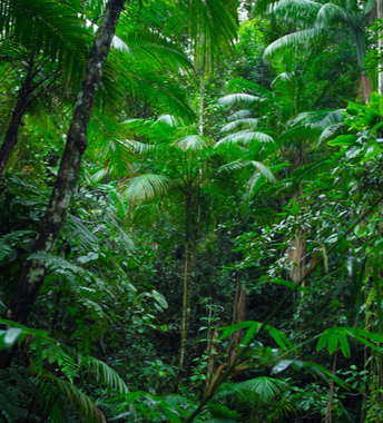 Vegetación de bosque tropical